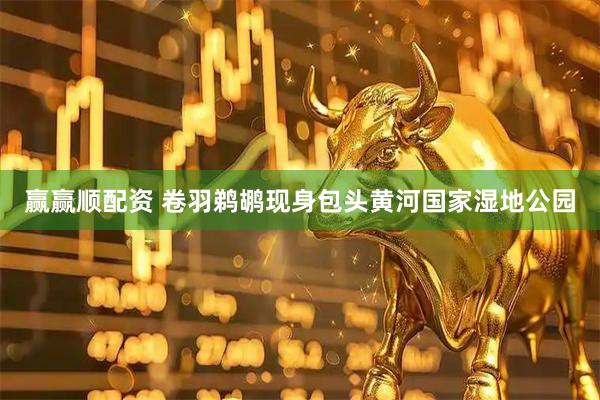 赢赢顺配资 卷羽鹈鹕现身包头黄河国家湿地公园
