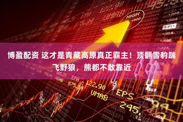 博盈配资 这才是青藏高原真正霸主！顶翻雪豹踹飞野狼，熊都不敢靠近
