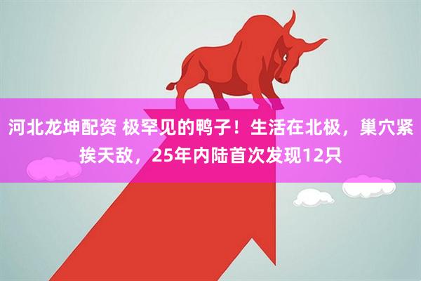 河北龙坤配资 极罕见的鸭子！生活在北极，巢穴紧挨天敌，25年内陆首次发现12只